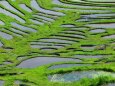春の棚田