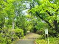 新緑の熊野古道