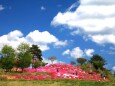 芝桜の丘