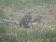 北ノ俣岳の雄雷鳥5