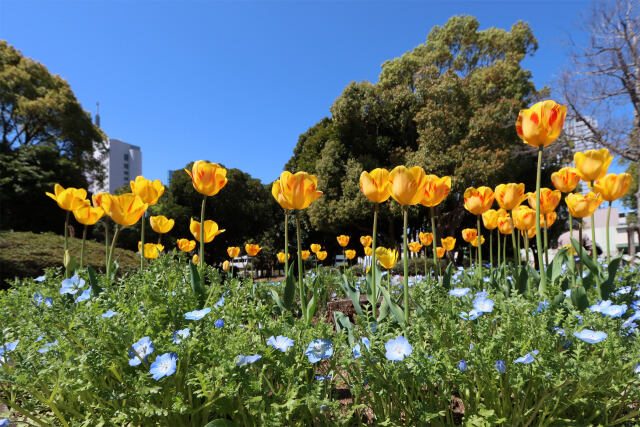 チューリップ