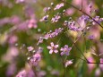 ローズかすみ草