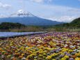 大石公園のお花畑