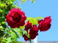 バラの花
