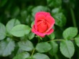 薔薇