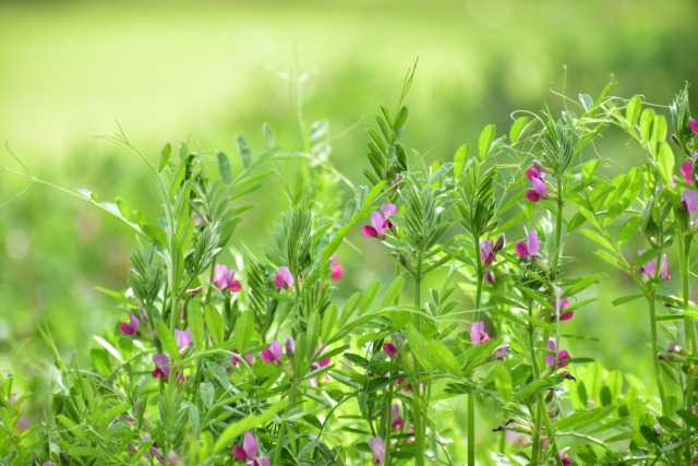 カラスノエンドウ