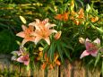 夕方の花壇