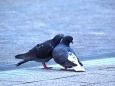 ラブラブ