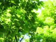 太陽の当たる新緑