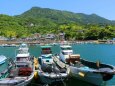 新緑と海