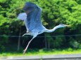 新緑とアオサギ