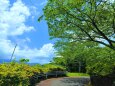 新緑の散歩道