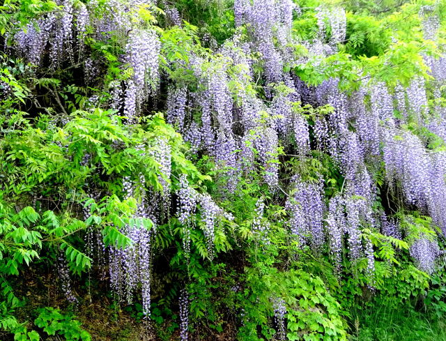 山村の道に咲いている藤の花