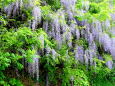 山村の道に咲いている藤の花