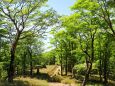 新緑の大台ケ原