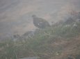 北ノ俣岳の雄雷鳥8