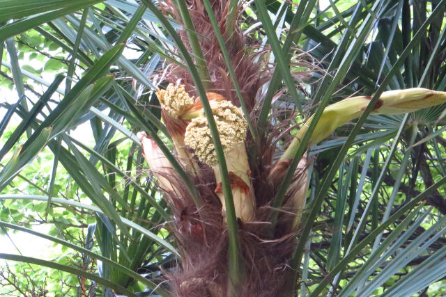 ヤシの花