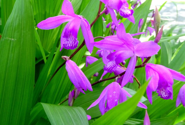 池のそばに咲いている紫蘭
