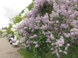 リラの花咲く頃