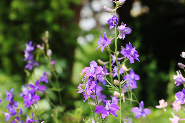 デルフィニウム