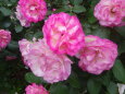 花壇に咲いている薔薇