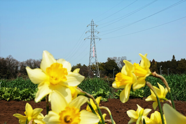 岡部境線66号―ラッパスイセン