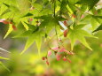 青紅葉と翼果