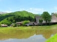 新緑の白川郷