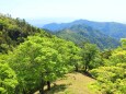 新緑の大台ケ原