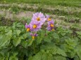 ジャガイモの花(2)