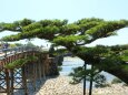 錦帯橋
