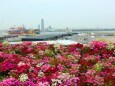 花壇と大阪湾