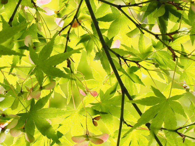 初夏の青紅葉