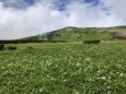 北ノ俣岳お花畑