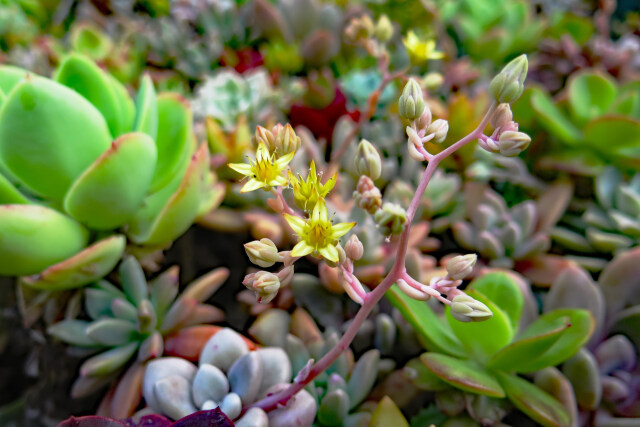 グラプトペダム