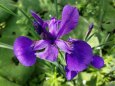 1輪の花