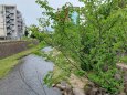 夏を待つ女鳥羽川