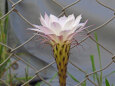 サボテンの花