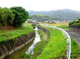 麦秋の里を流れる蛍が棲む小川