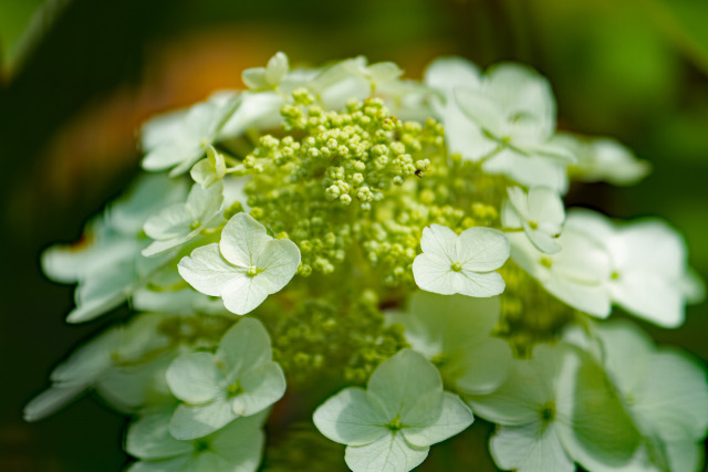 カシワバアジサイ