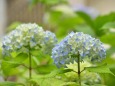 色づき始めた紫陽花