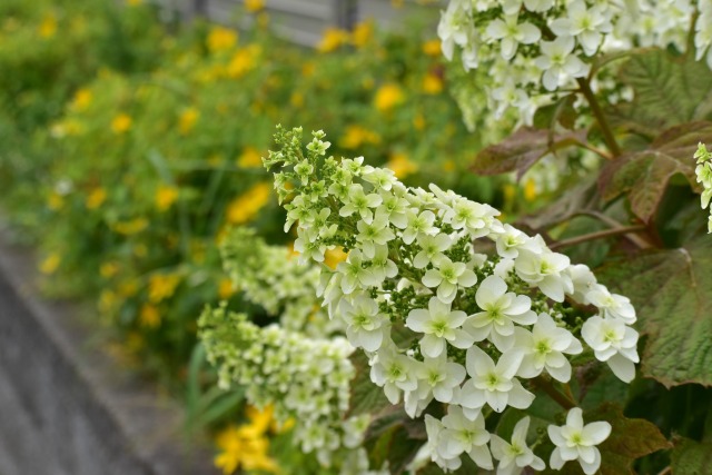 カシワバアジサイ