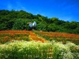 春のハーブ園
