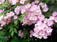 散歩道の薔薇の花