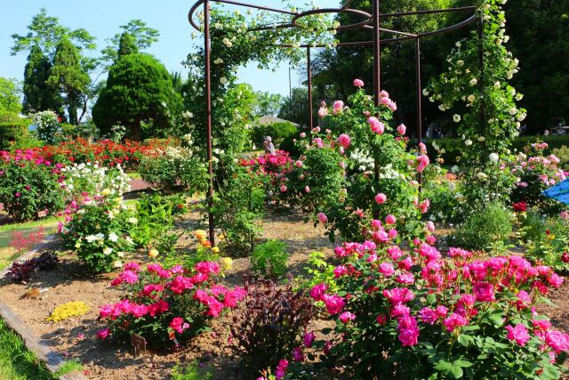 ローズガーデン