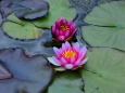 ハスの花