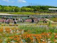 5月のフラワーパーク