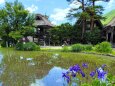 新緑の白川郷