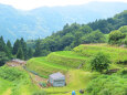 山里の棚田 初夏