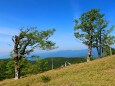 春の大台ケ原